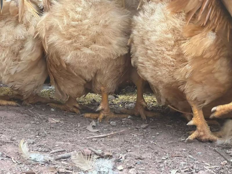 散养土鸡，灵山土，土阉鸡，三黄鸡🐔