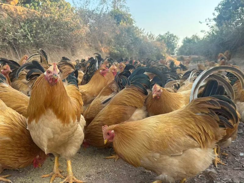 散养土鸡，灵山土，土阉鸡，三黄鸡🐔