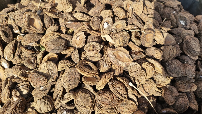 加工出的桃核