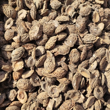 加工出的桃核