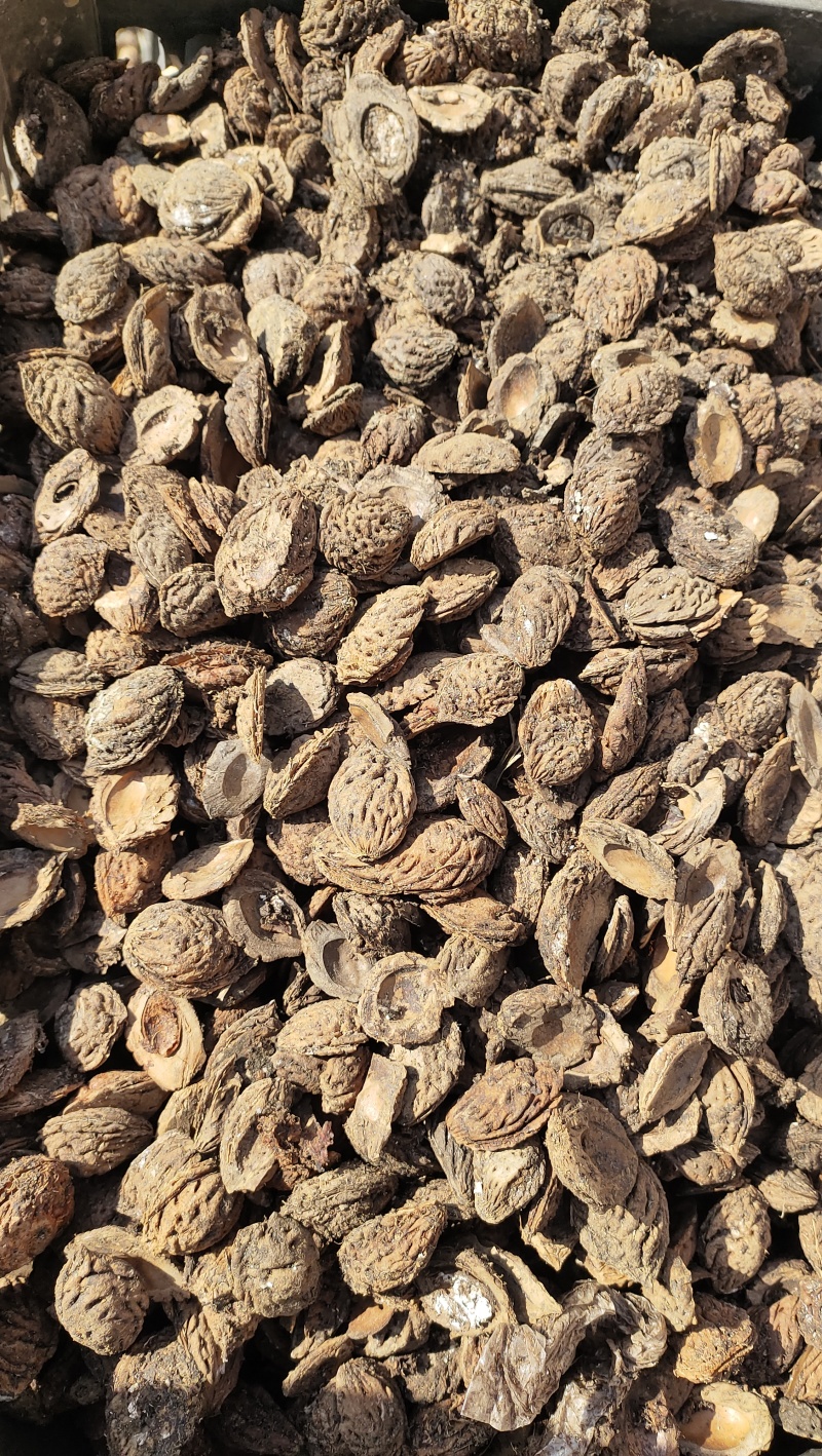 加工出的桃核