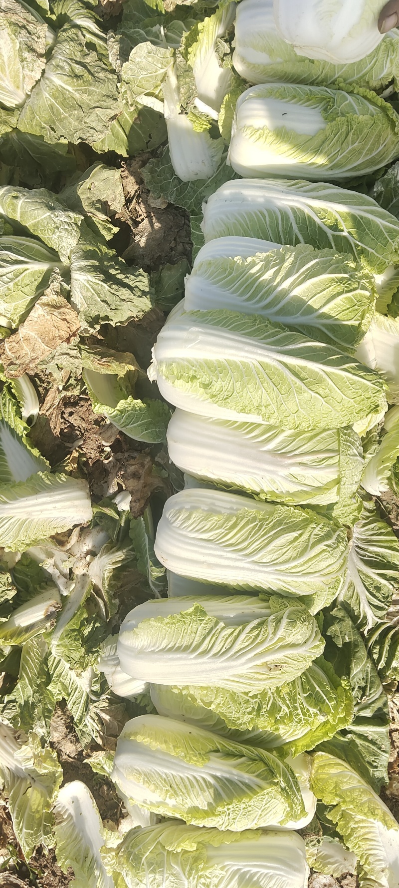 娃娃菜，大娃娃小娃娃菜