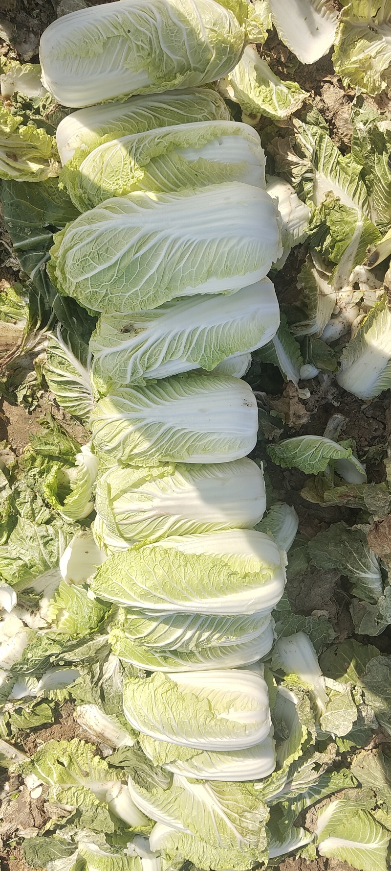 娃娃菜，大娃娃小娃娃菜