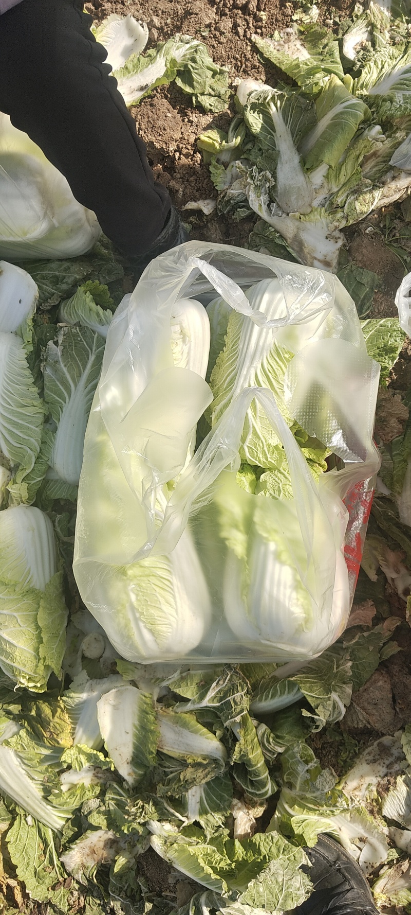娃娃菜，大娃娃小娃娃菜