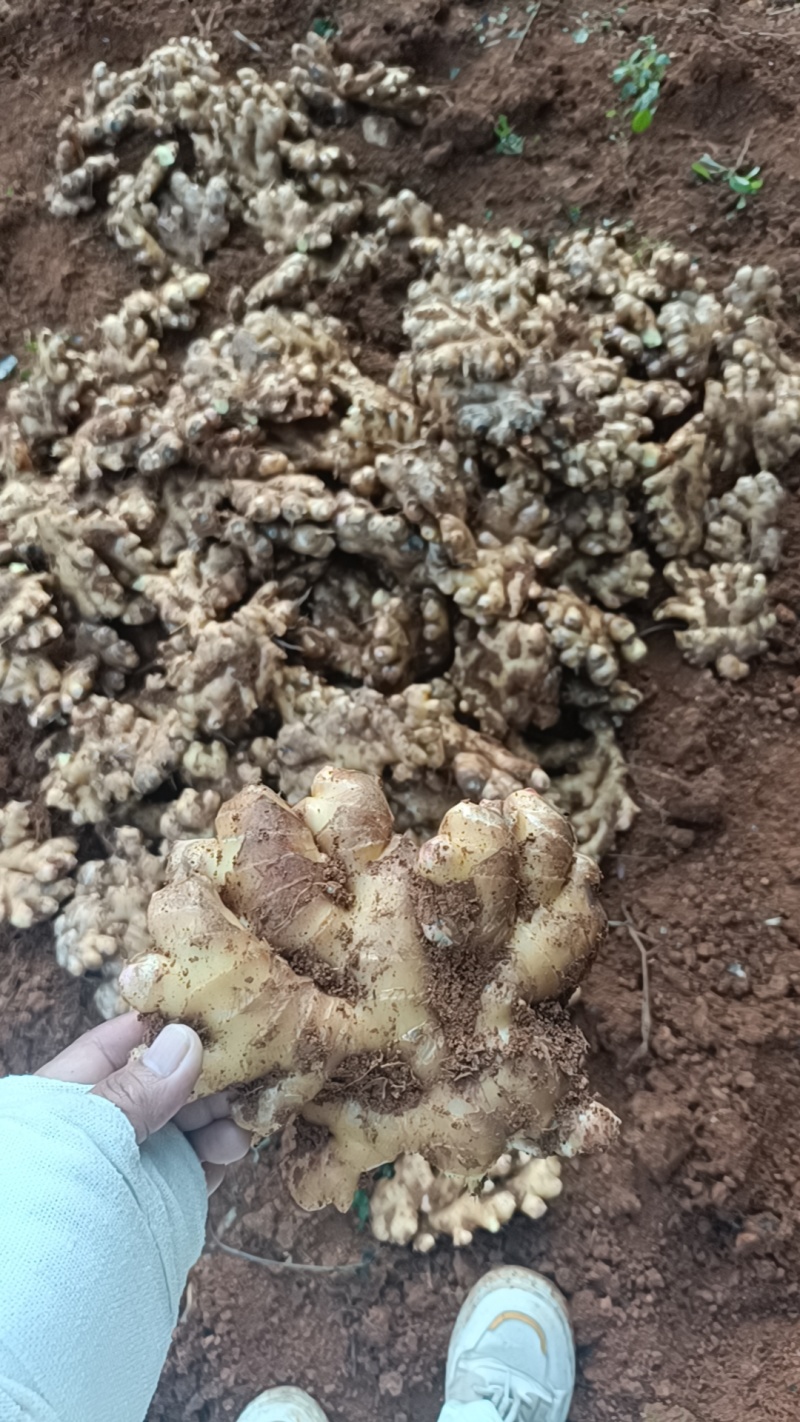 辛辣十足姜味浓！正宗云南山地大黄姜小黄姜#产地直销