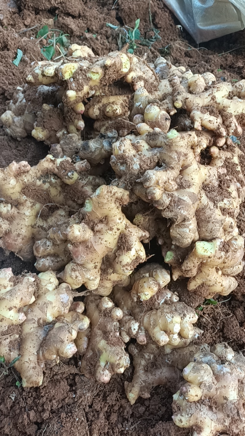 辛辣十足姜味浓！正宗云南山地大黄姜小黄姜#产地直销