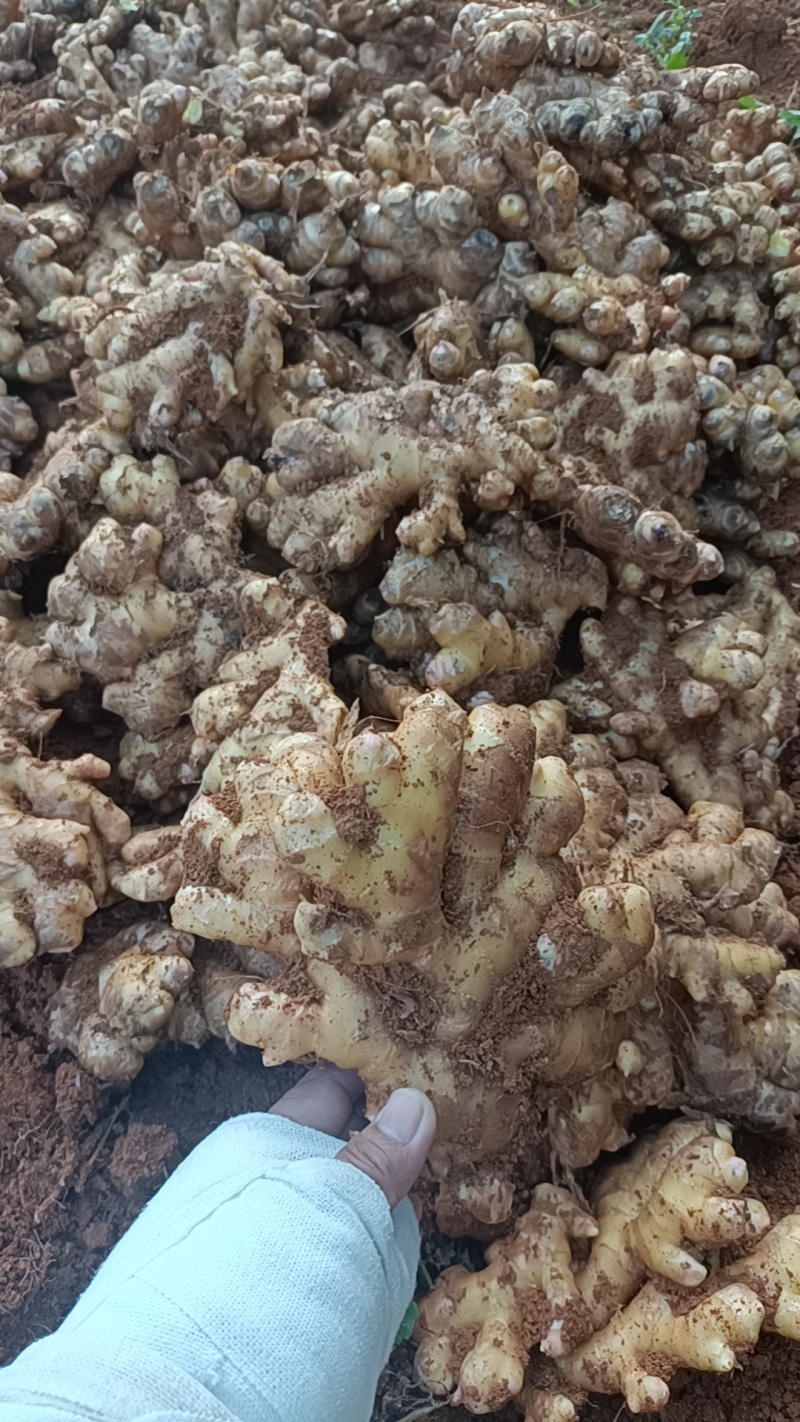辛辣十足姜味浓！正宗云南山地大黄姜小黄姜#产地直销