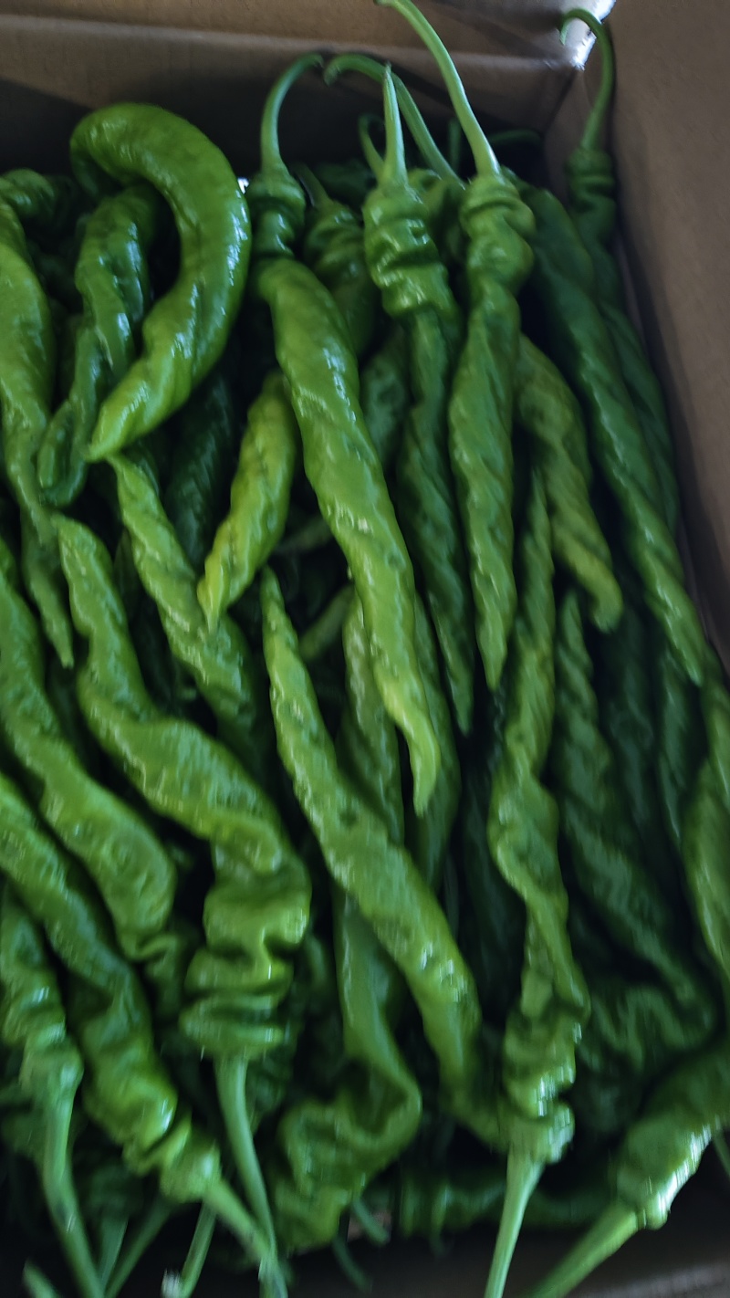 螺丝椒，圆椒，黄皮椒，线椒，红炮椒，各种次品辣椒
