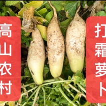 湖南农家萝卜