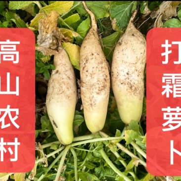湖南农家萝卜