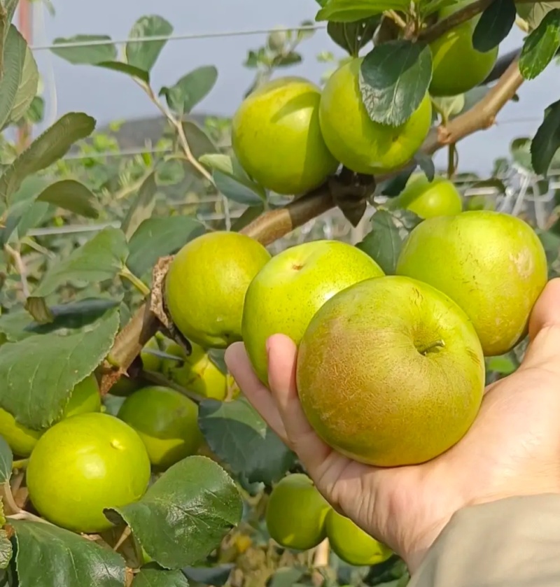 西双版纳牛奶苹果枣