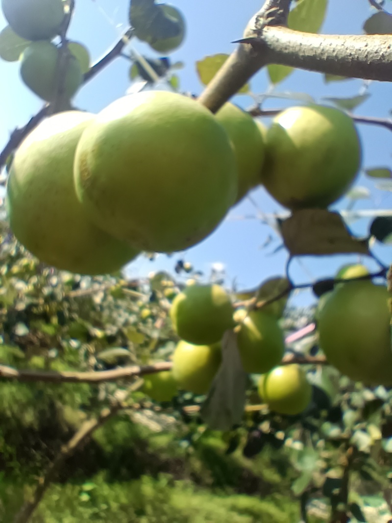 西双版纳牛奶苹果枣