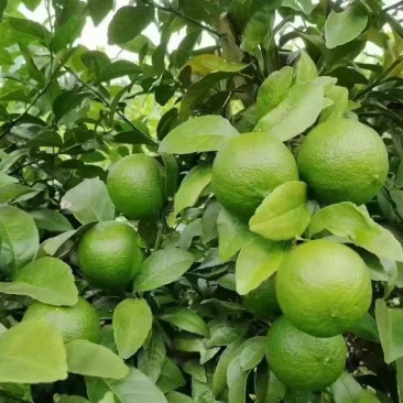 柠檬