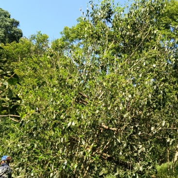普洱古树茶