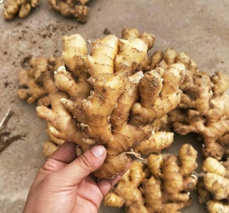 大量出售二黄姜，地里现挖，版型20公分胖度肥美，有300多亩