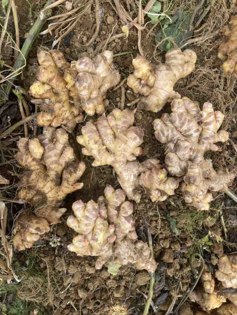 大量出售二黄姜，地里现挖，版型20公分胖度肥美，有300多亩