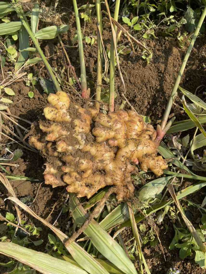 大量出售二黄姜，地里现挖，版型20公分胖度肥美，有300多亩