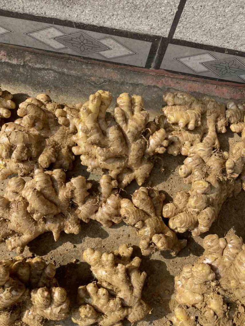 大量出售二黄姜，地里现挖，版型20公分胖度肥美，有300多亩