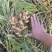 大量出售二黄姜，地里现挖，版型20公分胖度肥美，有300多亩