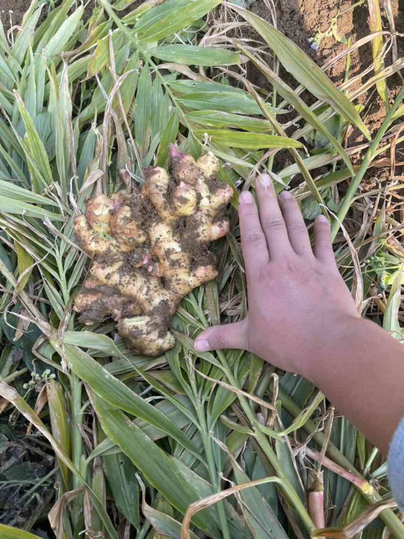 大量出售二黄姜，地里现挖，版型20公分胖度肥美，有300多亩