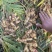 大量出售二黄姜，地里现挖，版型20公分胖度肥美，有300多亩
