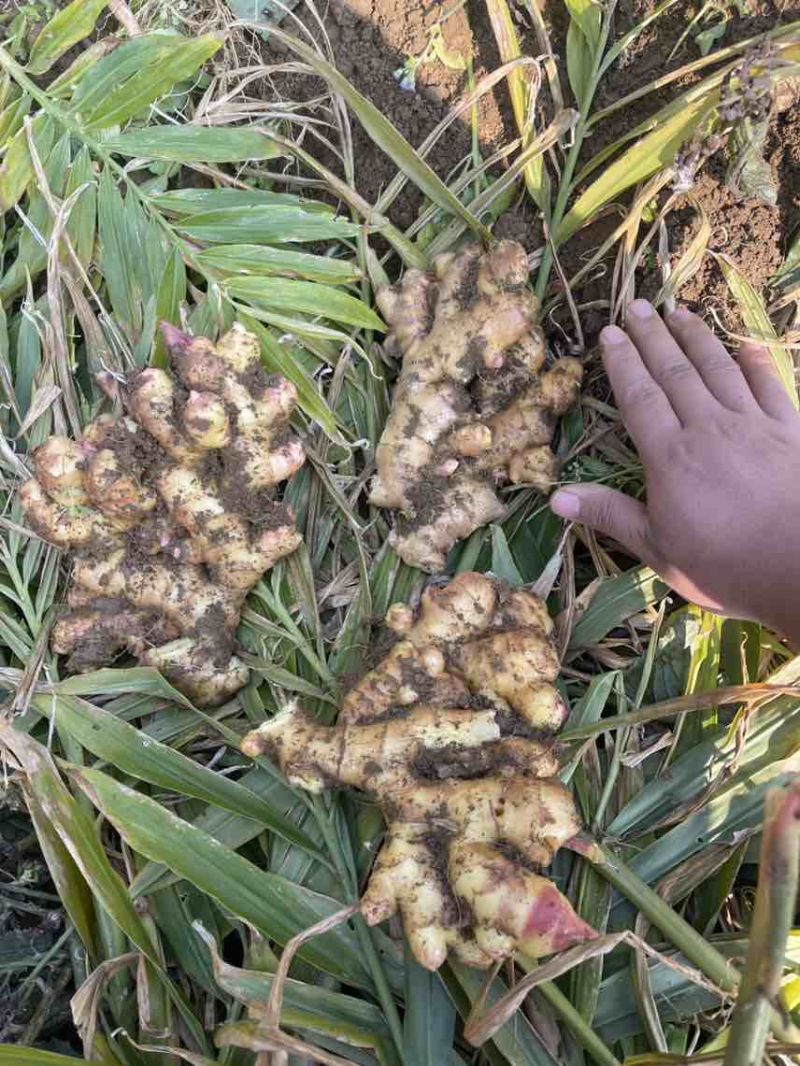大量出售二黄姜，地里现挖，版型20公分胖度肥美，有300多亩