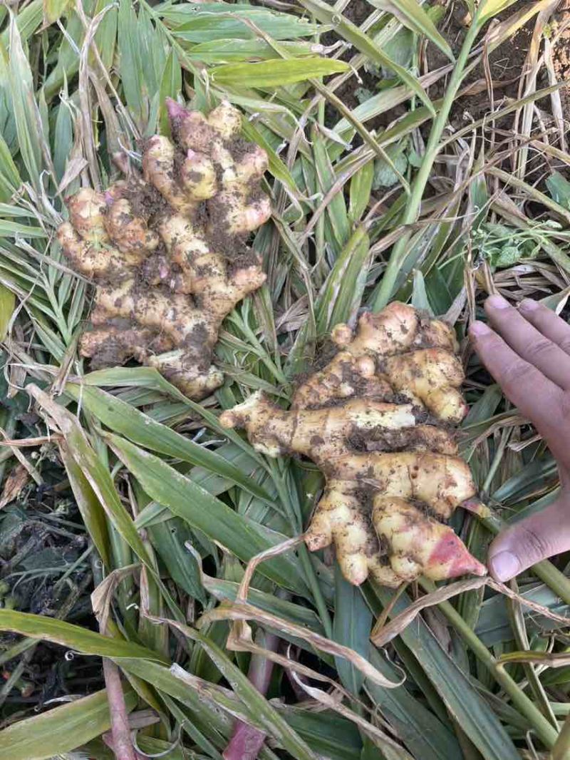 大量出售二黄姜，地里现挖，版型20公分胖度肥美，有300多亩