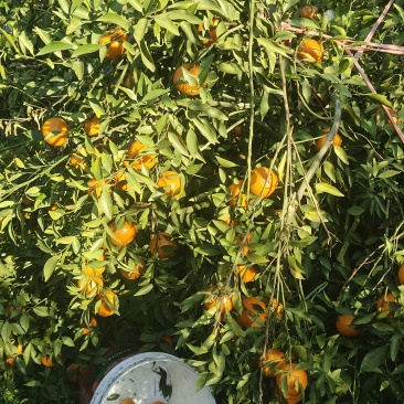 欢迎联系选购正宗产地直发陈皮