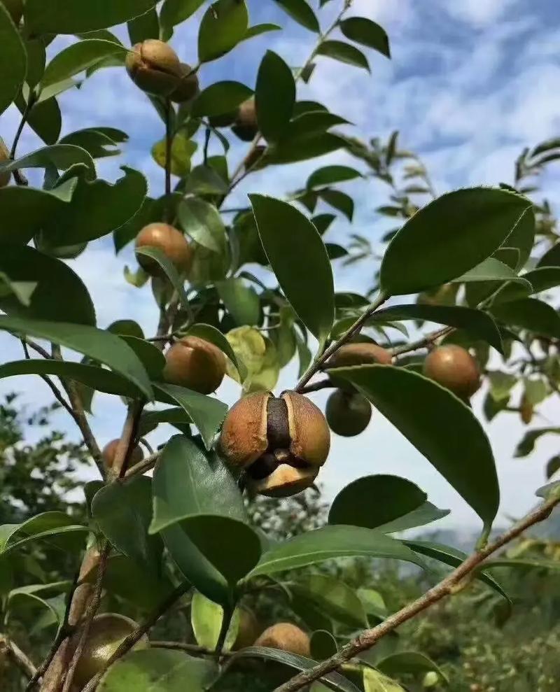 野生山茶油