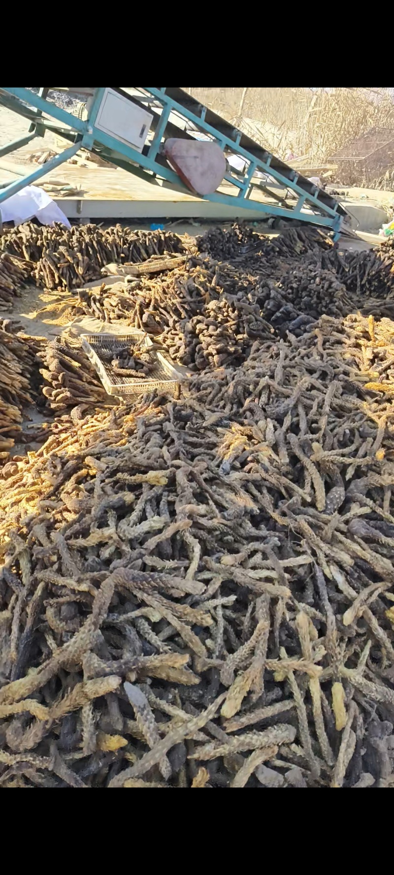新疆于田肉苁蓉
