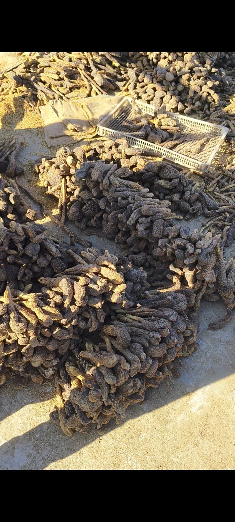 新疆于田肉苁蓉