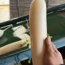 散装白萝卜