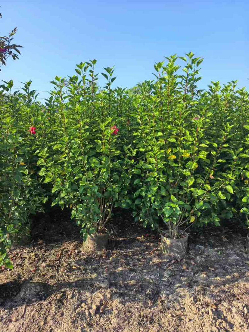 大红花(朱槿)7斤袋，10斤袋，白布袋，各种规格，大量低价出