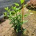 大红花(朱槿)7斤袋，10斤袋，白布袋，各种规格，大量低价出