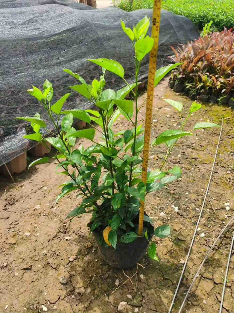 大红花(朱槿)7斤袋，10斤袋，白布袋，各种规格，大量低价出