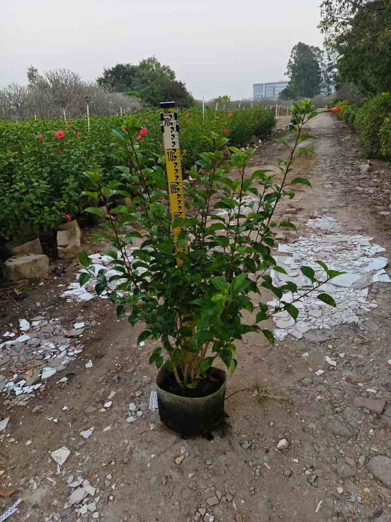 大红花(朱槿)7斤袋，10斤袋，白布袋，各种规格，大量低价出