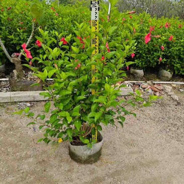 大红花(朱槿)7斤袋，10斤袋，白布袋，各种规格，大量低价出