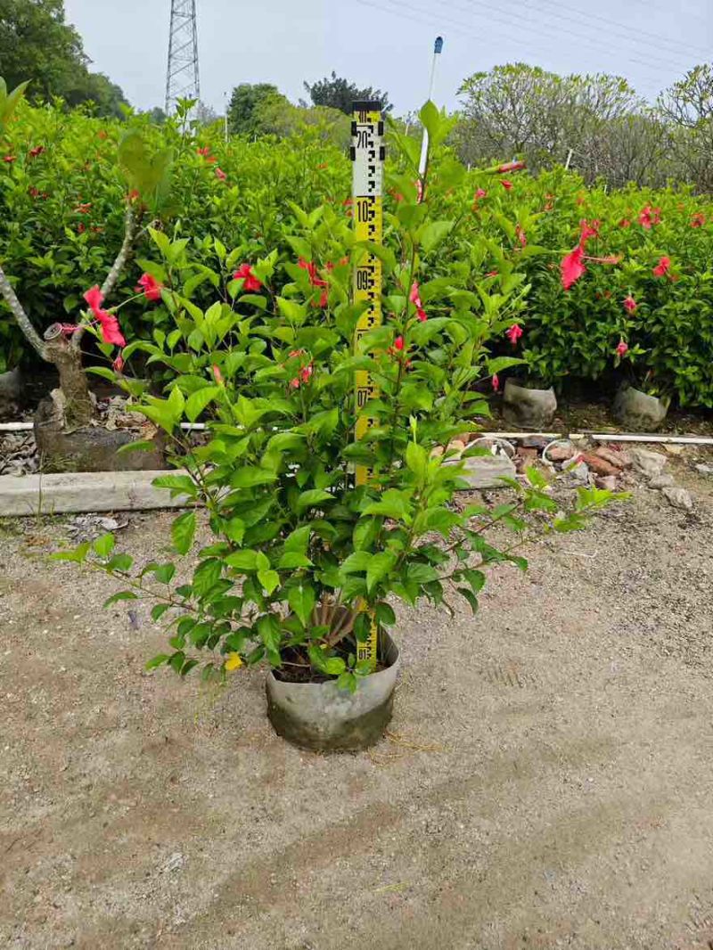大红花(朱槿)7斤袋，10斤袋，白布袋，各种规格，大量低价出