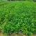大红花(朱槿)7斤袋，10斤袋，白布袋，各种规格，大量低价出
