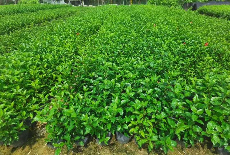 大红花(朱槿)7斤袋，10斤袋，白布袋，各种规格，大量低价出
