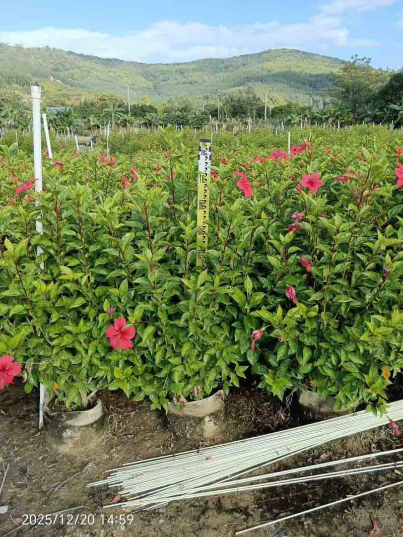 大红花(朱槿)7斤袋，10斤袋，白布袋，各种规格，大量低价出