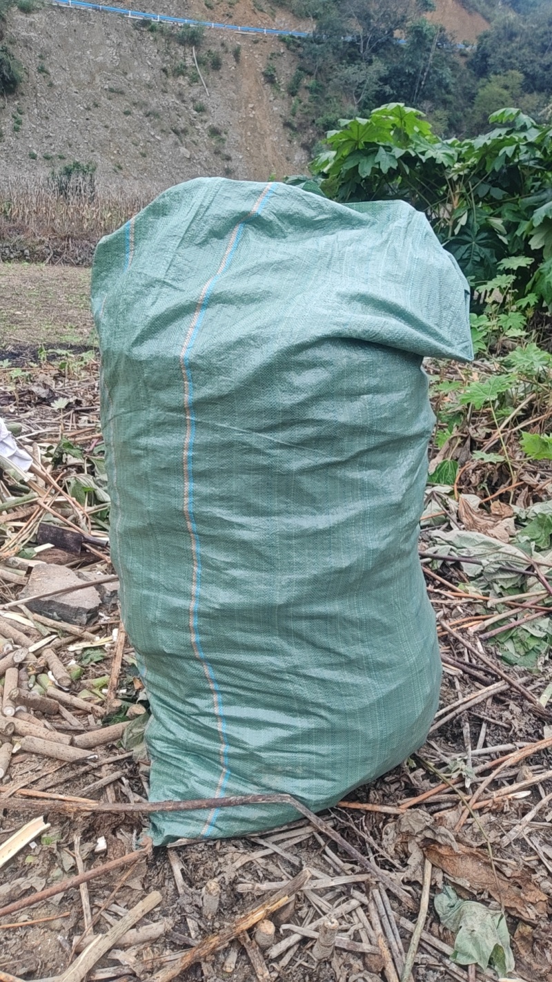 寻找大通草苗，要求好取芯空心较小的苗子，需求800棵。