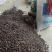 小油茶