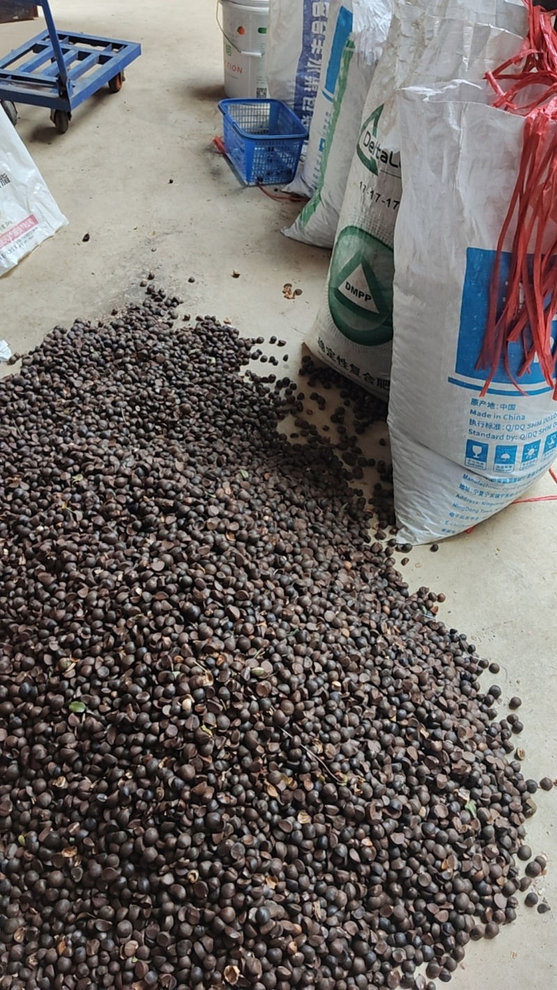 小油茶