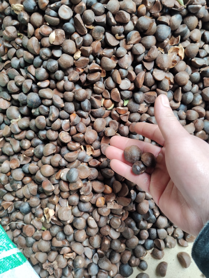 小油茶