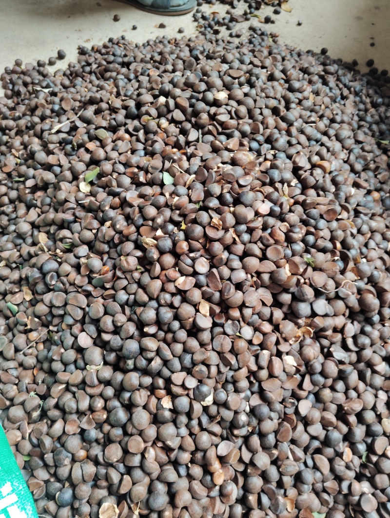 小油茶