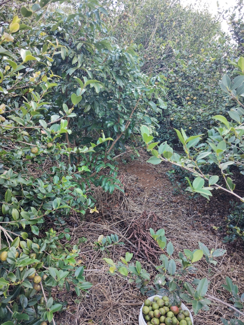 小油茶