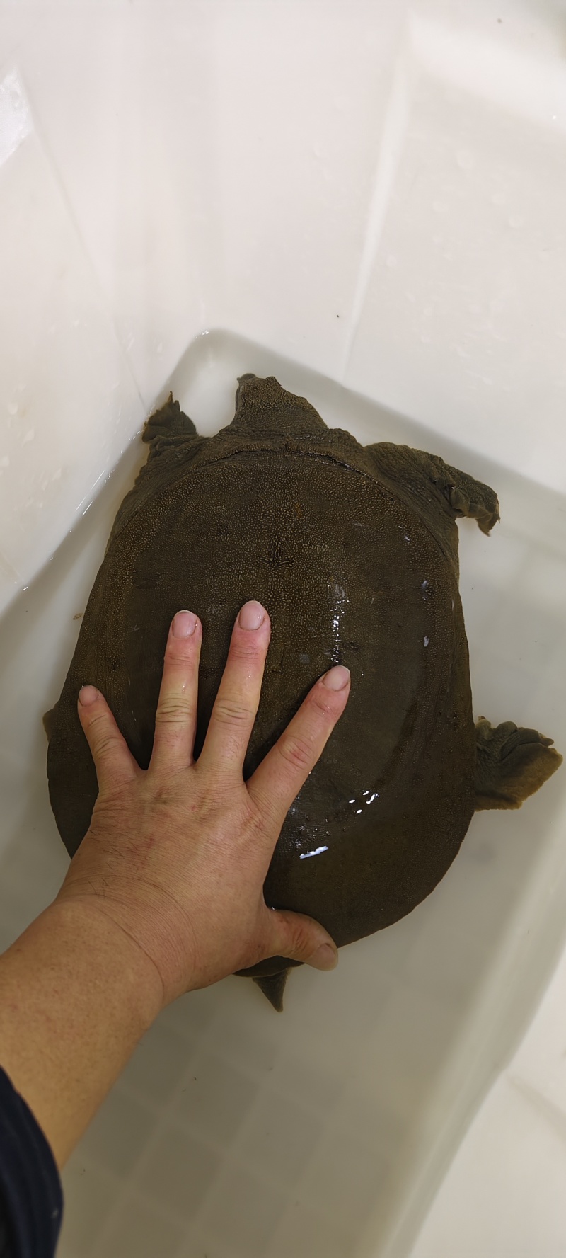 湖北赤壁纯正野生甲鱼