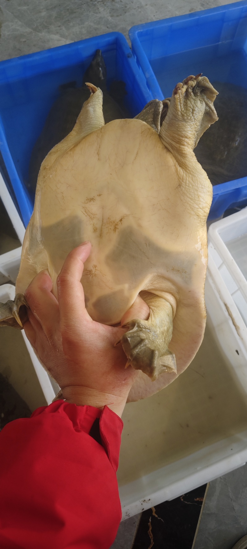 湖北赤壁纯正野生甲鱼