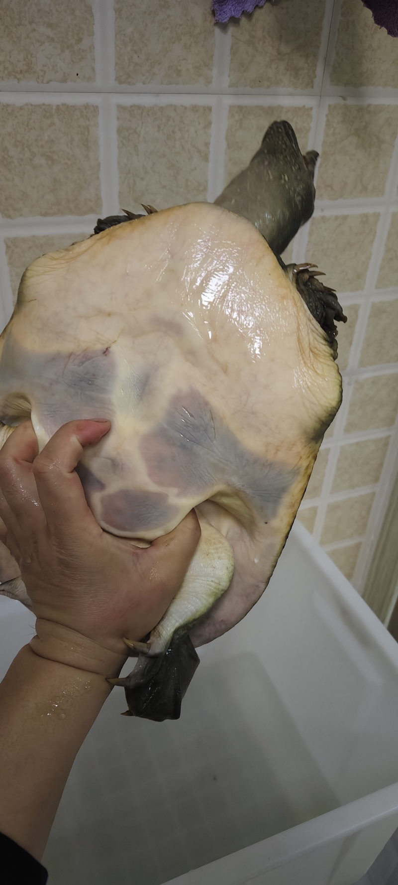 湖北赤壁纯正野生甲鱼